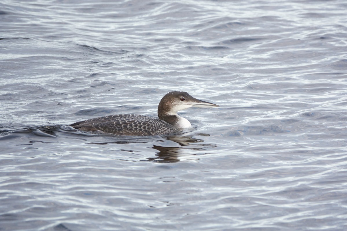 Common Loon - ML611621178