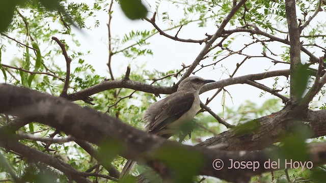 Sinsonte Tropical (grupo gilvus) - ML611621191