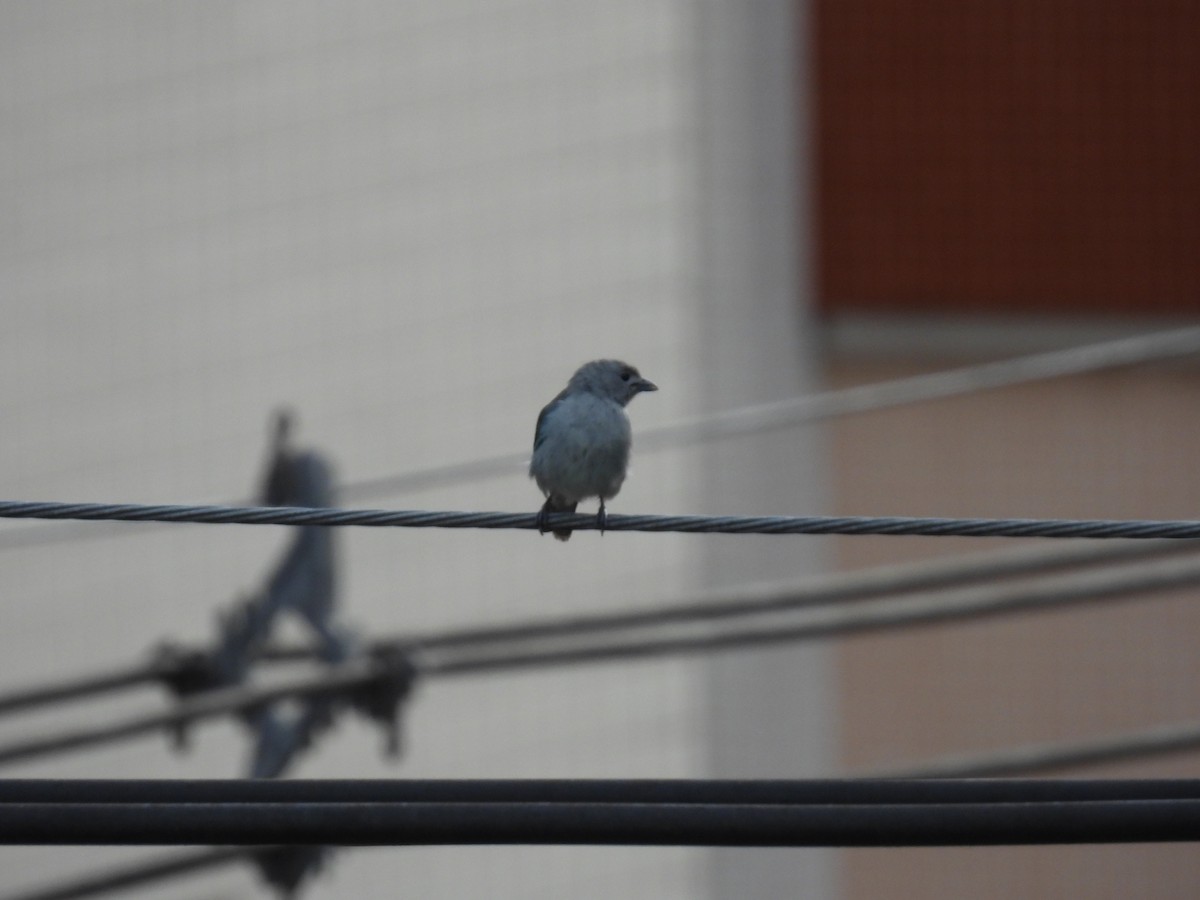 Sayaca Tanager - Rodrigo Quadros