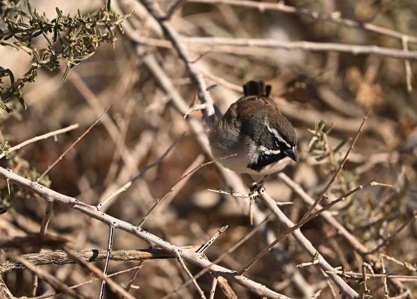 Black-throated Sparrow - ML611621224