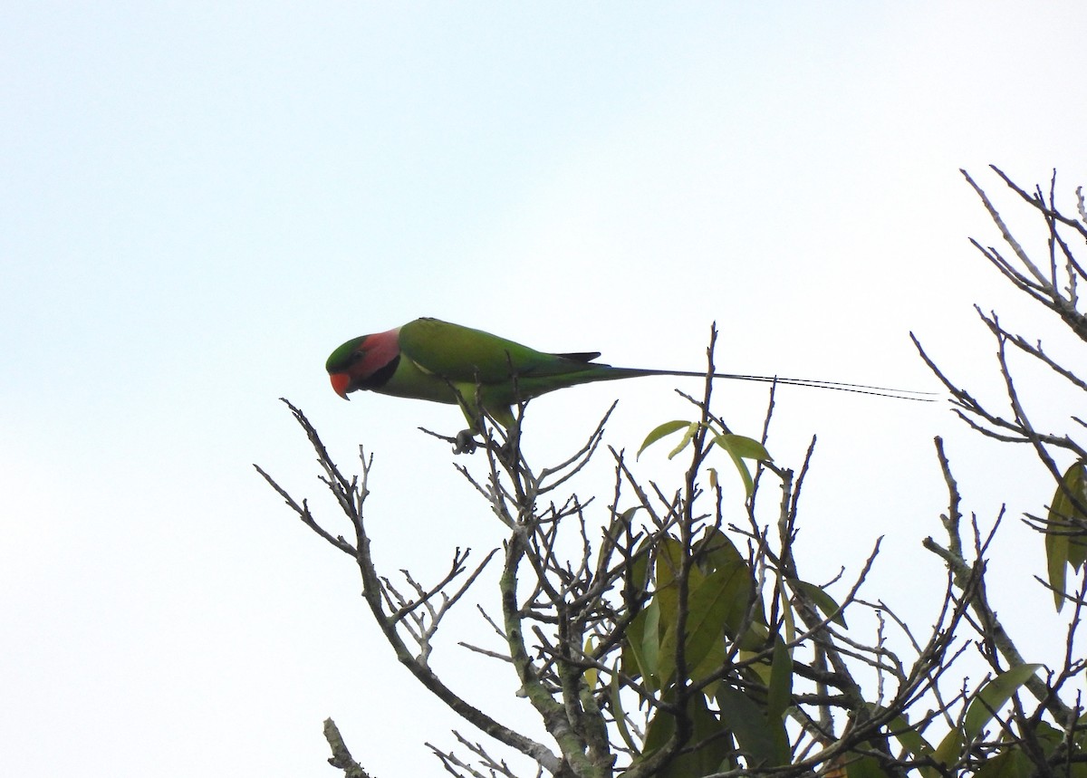Uzun Kuyruklu Yeşil Papağan - ML611621226