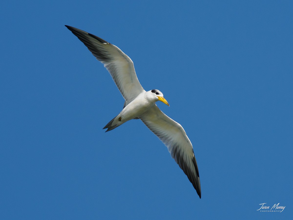 Large-billed Tern - ML611621244