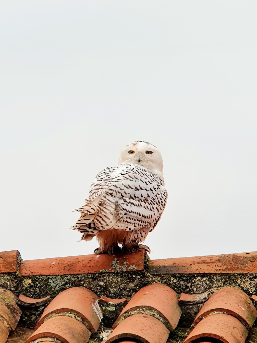 Snowy Owl - ML611621271