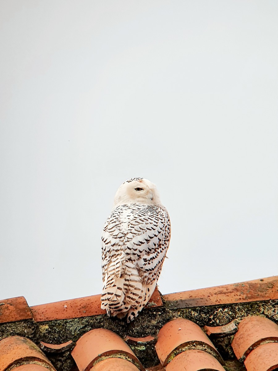 Snowy Owl - ML611621272