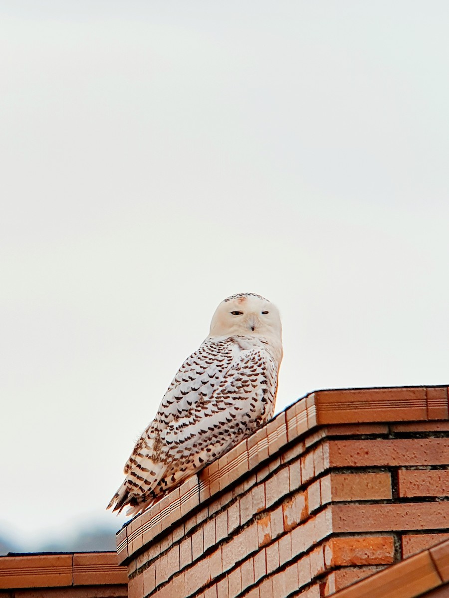 Snowy Owl - ML611621273