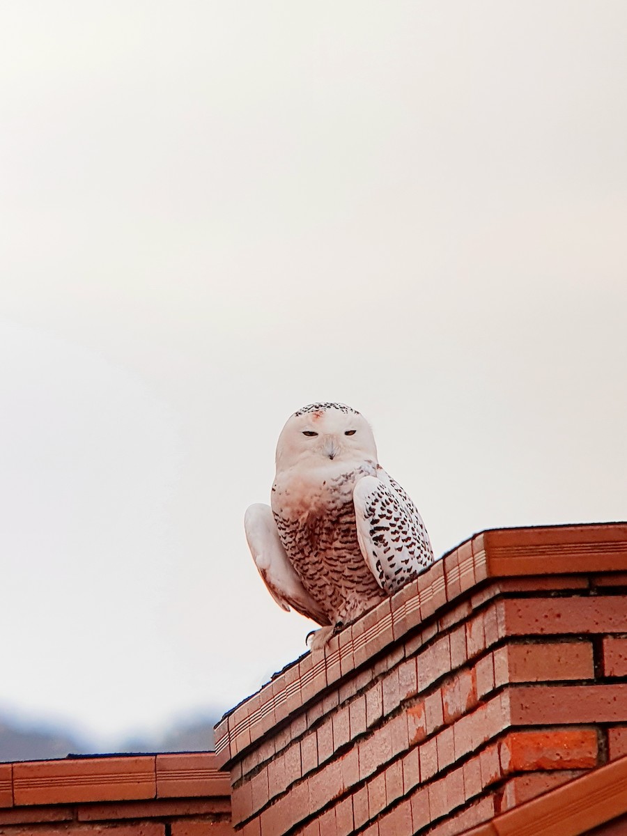 Snowy Owl - ML611621274