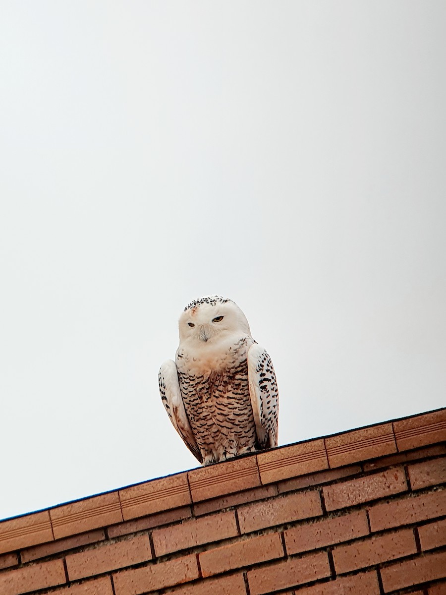 Snowy Owl - ML611621275