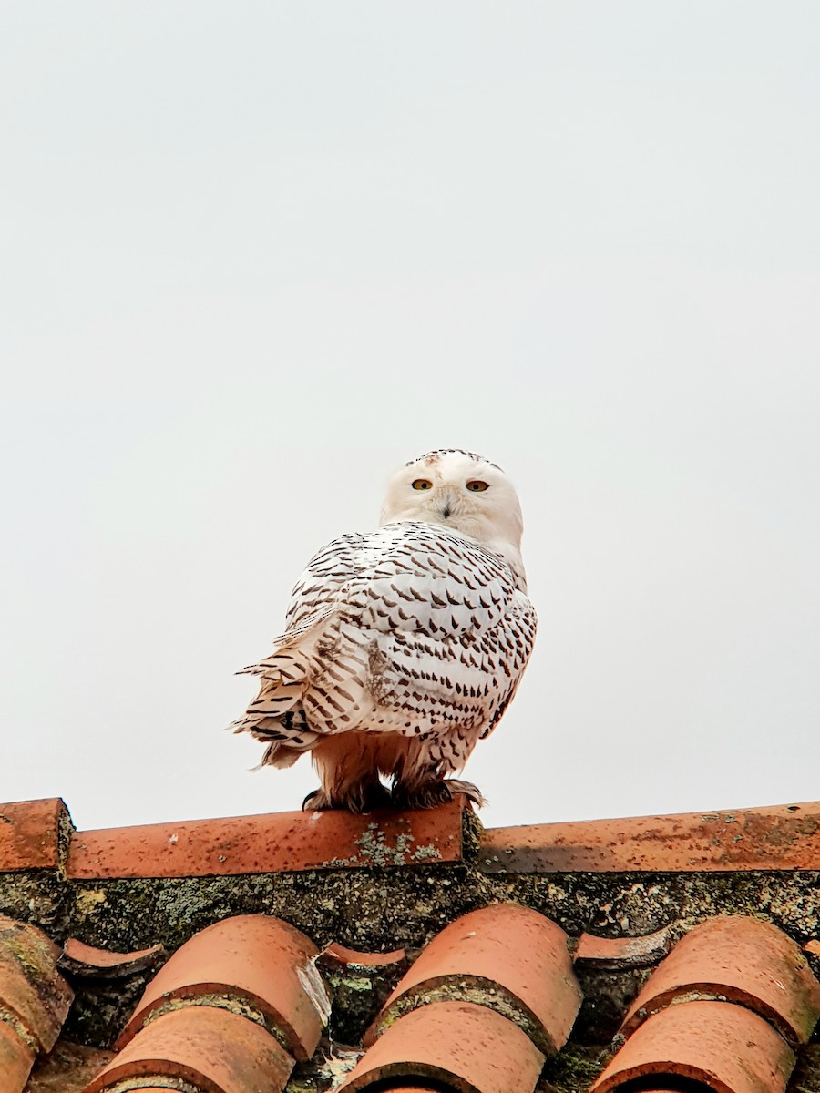 Snowy Owl - ML611621276