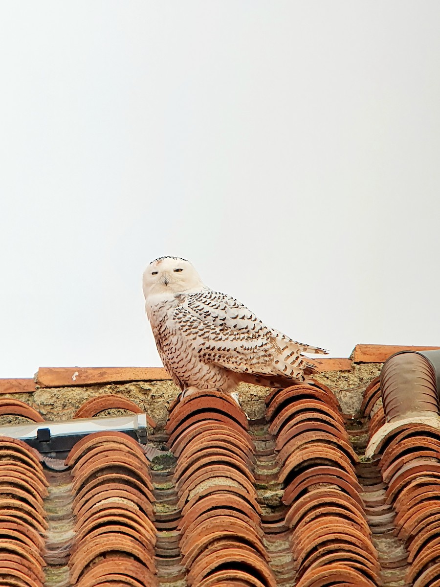 Snowy Owl - David Cantalejo