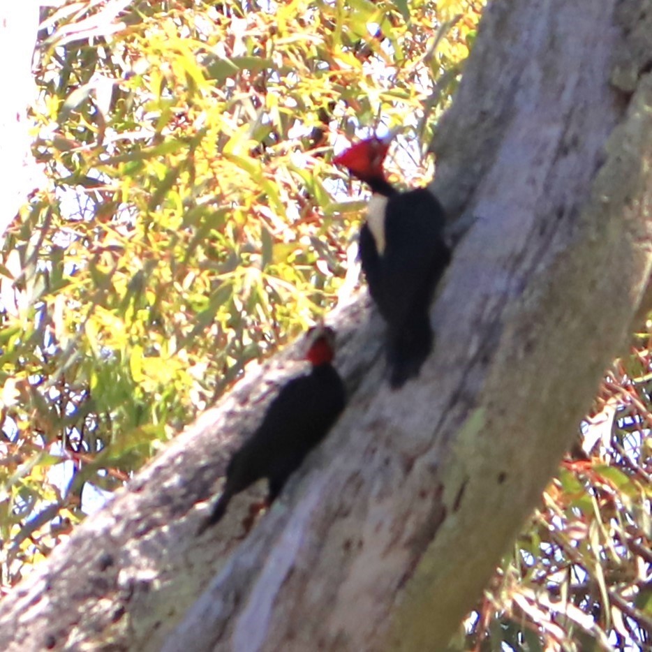 Cream-backed Woodpecker - INÉS Gundi