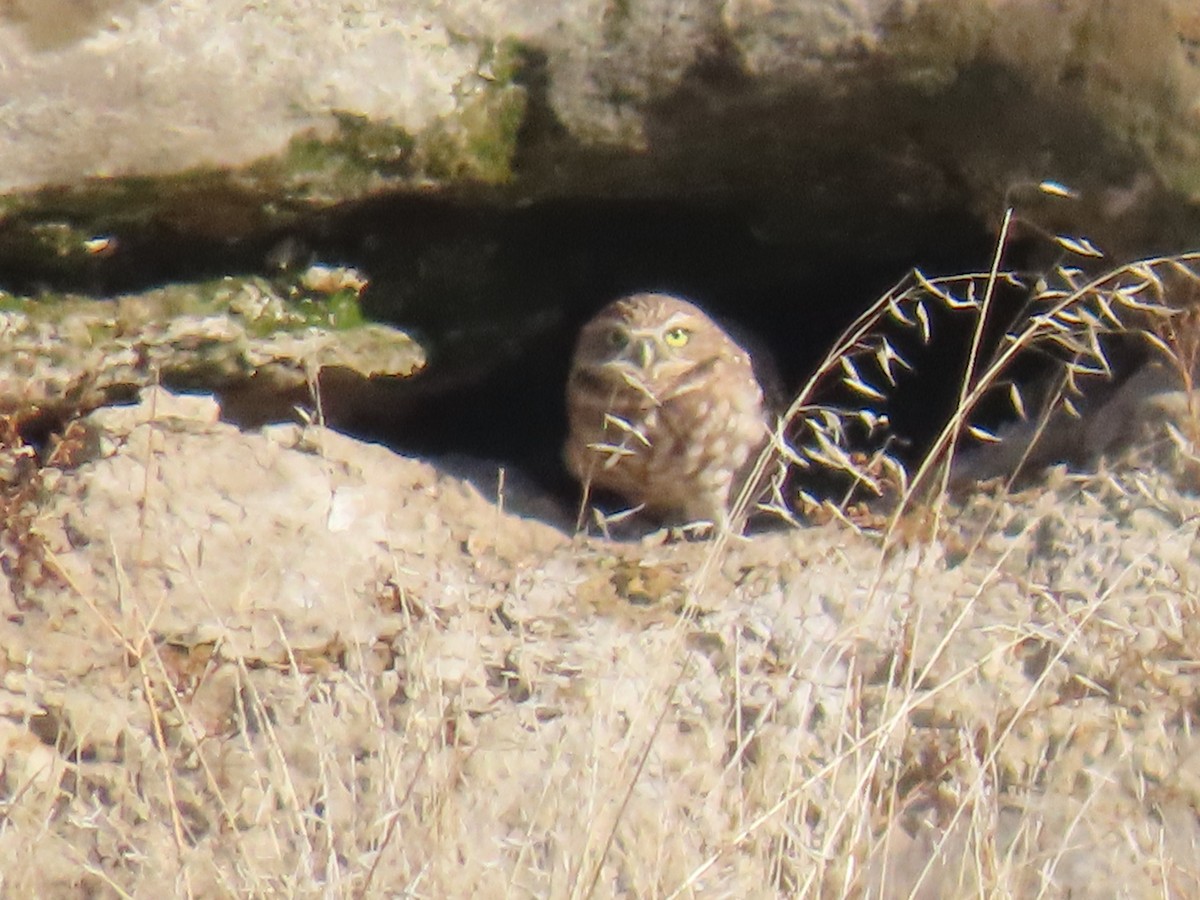 Burrowing Owl - ML611621284