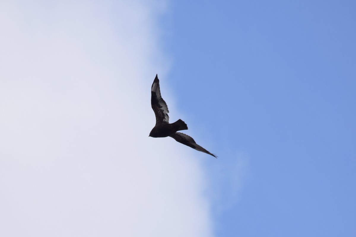 Rough-legged Hawk - ML611621373