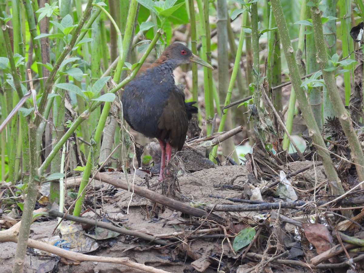 Slaty-breasted Wood-Rail - ML611621384