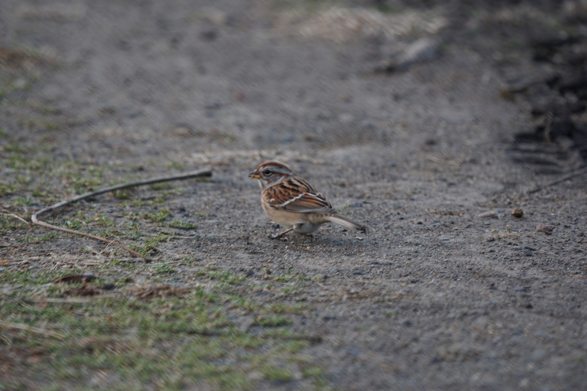 Spizella sp./American Tree Sparrow - ML611621517