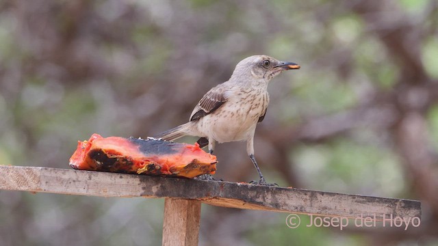 Tropical Mockingbird (Southern) - ML611621520