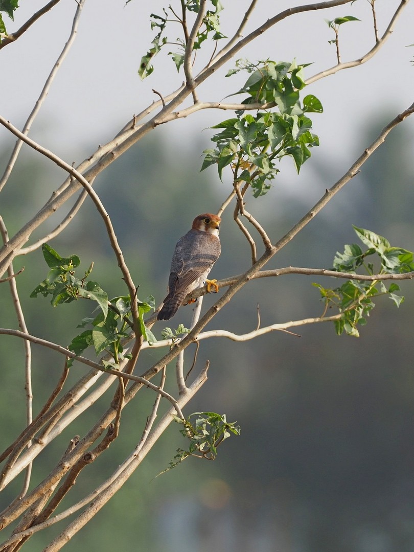 Red-necked Falcon - Rajesh Radhakrishnan