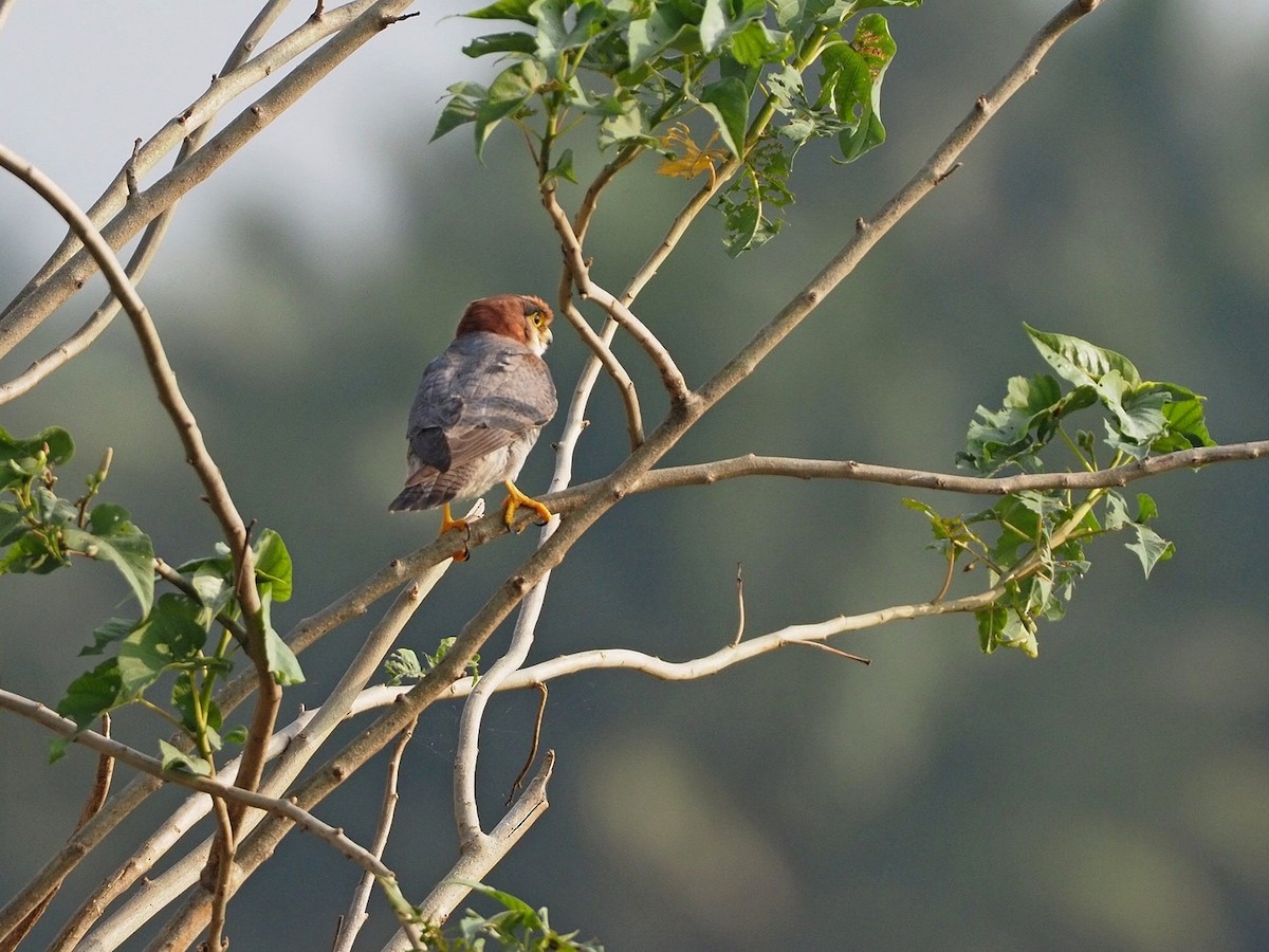 Red-necked Falcon - ML611621613