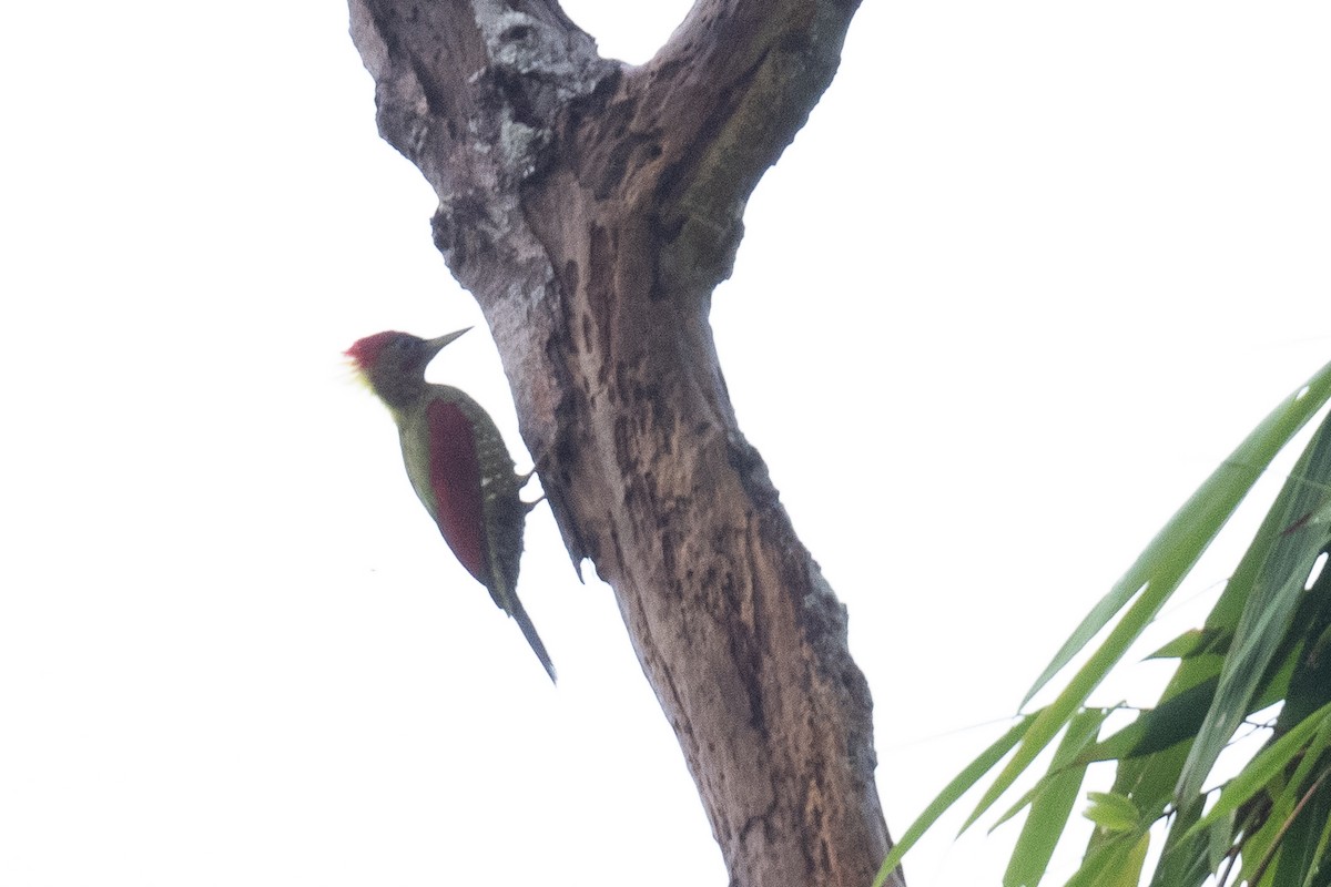 Crimson-winged Woodpecker - ML611621637