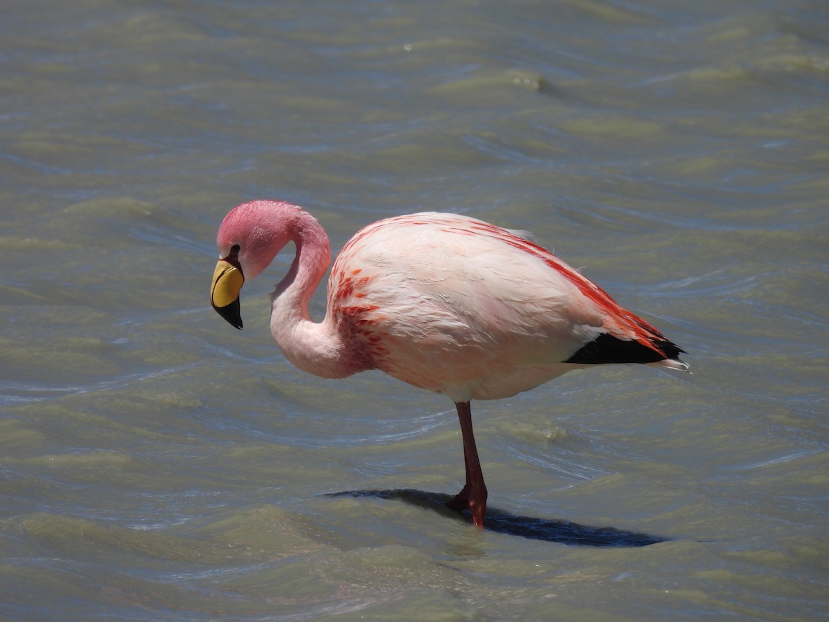 James's Flamingo - ML611621725