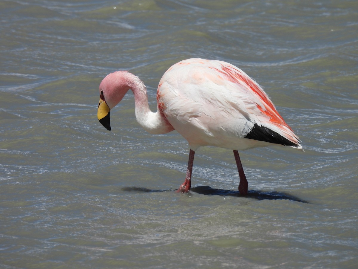James's Flamingo - ML611621726