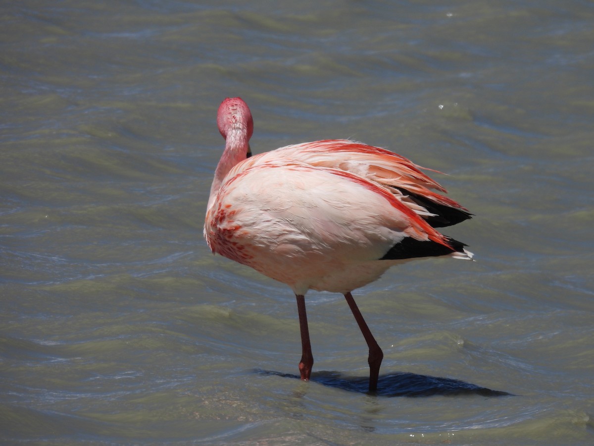 James's Flamingo - ML611621727