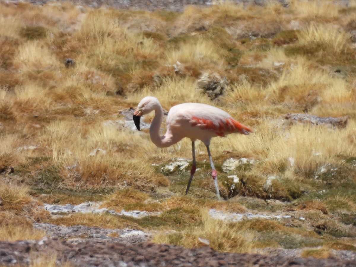 Chilean Flamingo - ML611621755