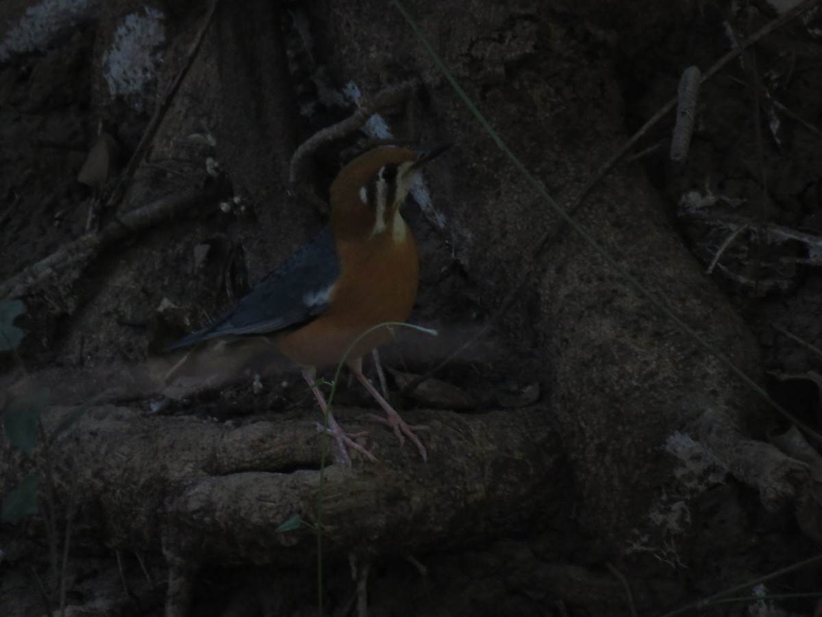 Orange-headed Thrush - ML611621757