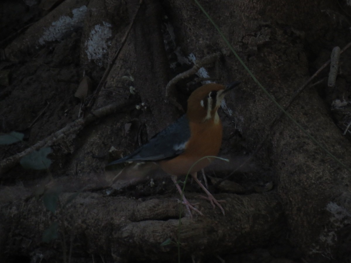 Orange-headed Thrush - ML611621758