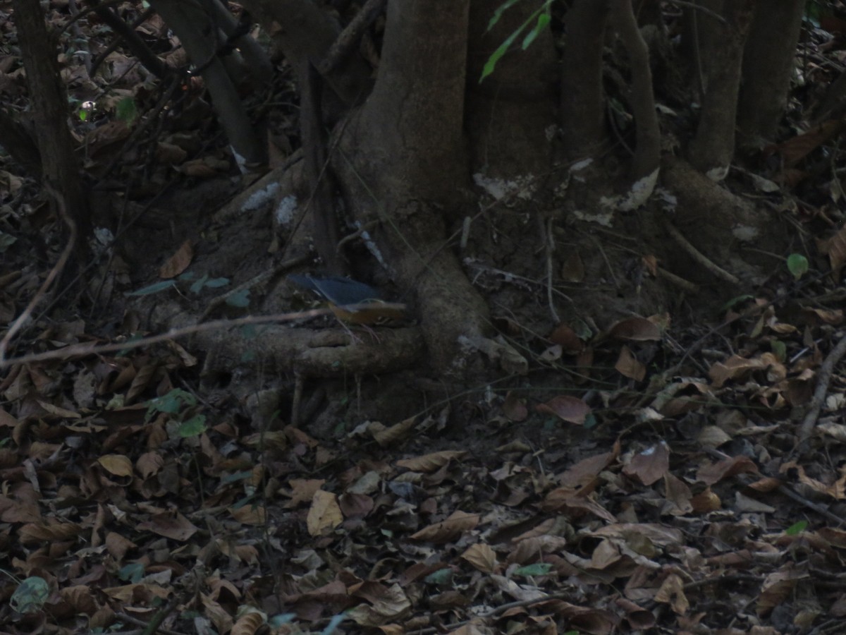 Orange-headed Thrush - ML611621759