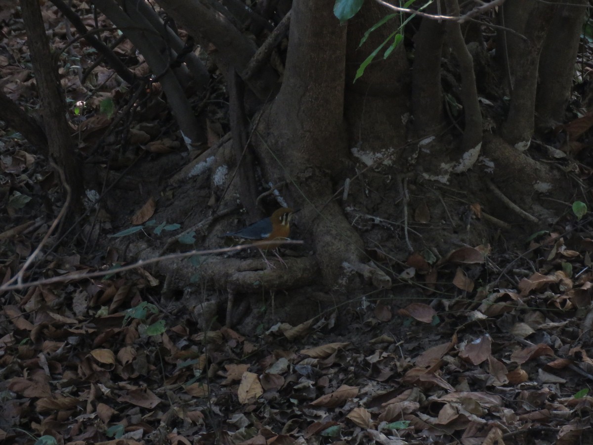Orange-headed Thrush - ML611621760