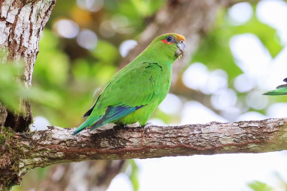 Pileated Parrot - ML611621774
