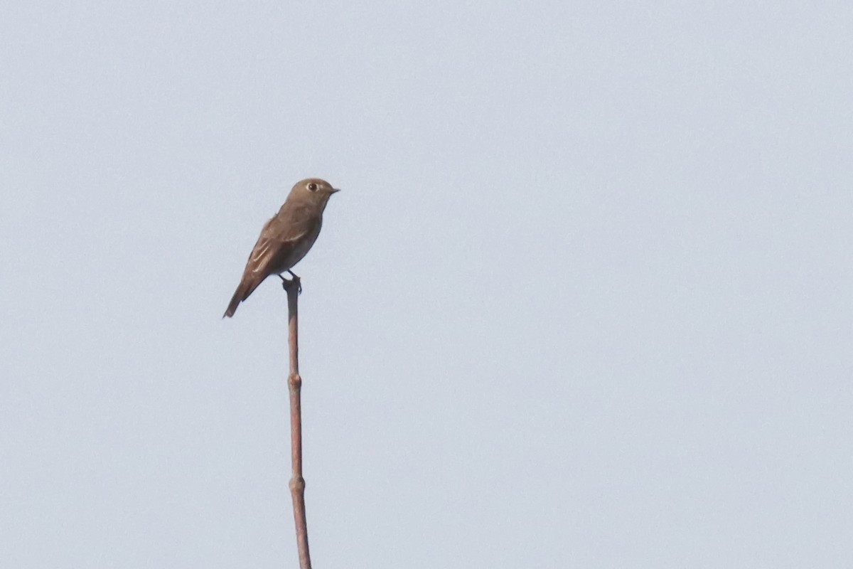 Dark-sided Flycatcher - ML611621792