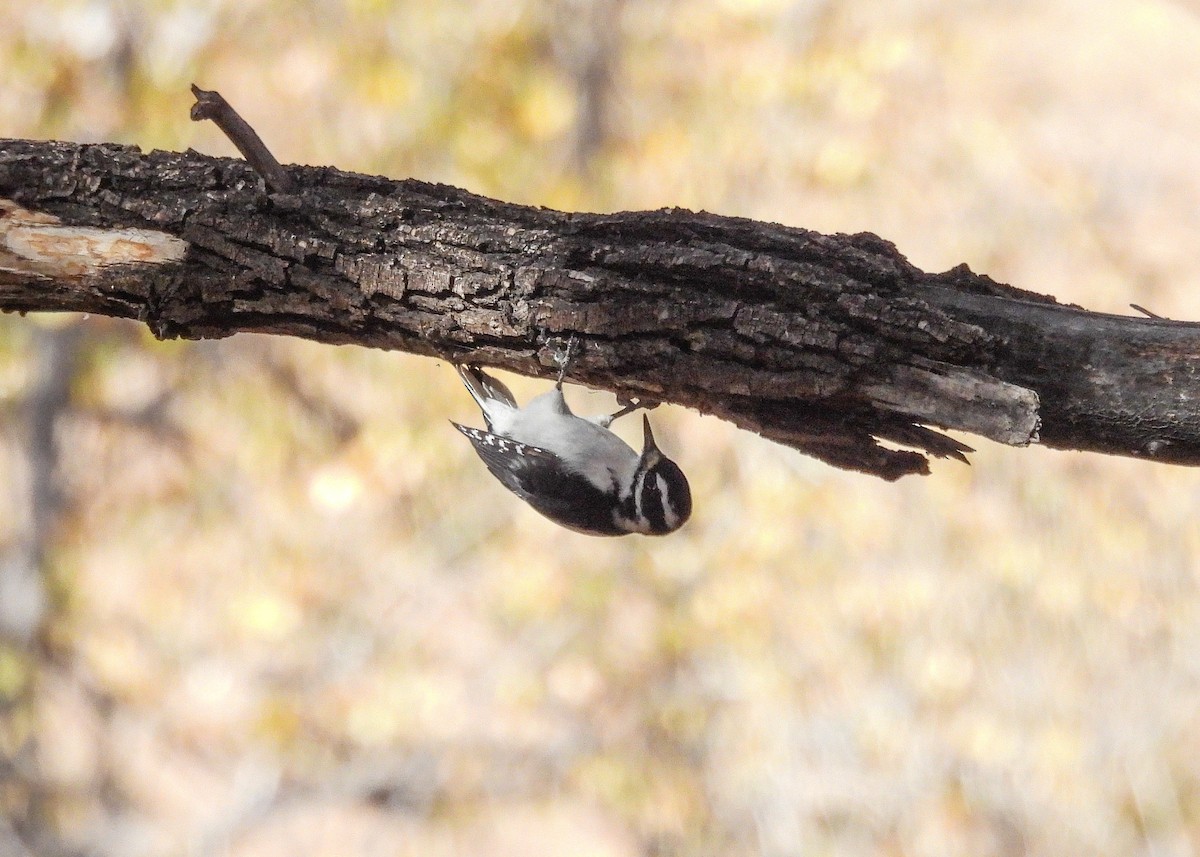 Hairy Woodpecker - ML611621800