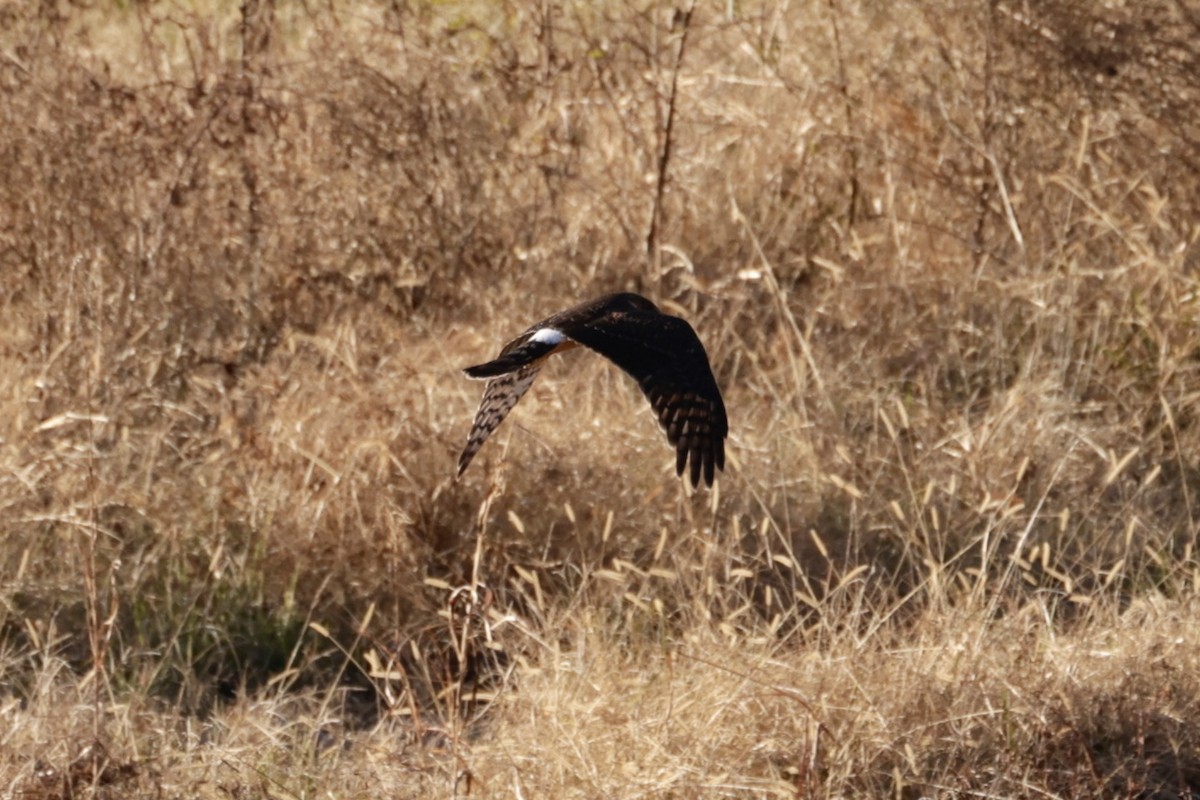 Northern Harrier - ML611621824