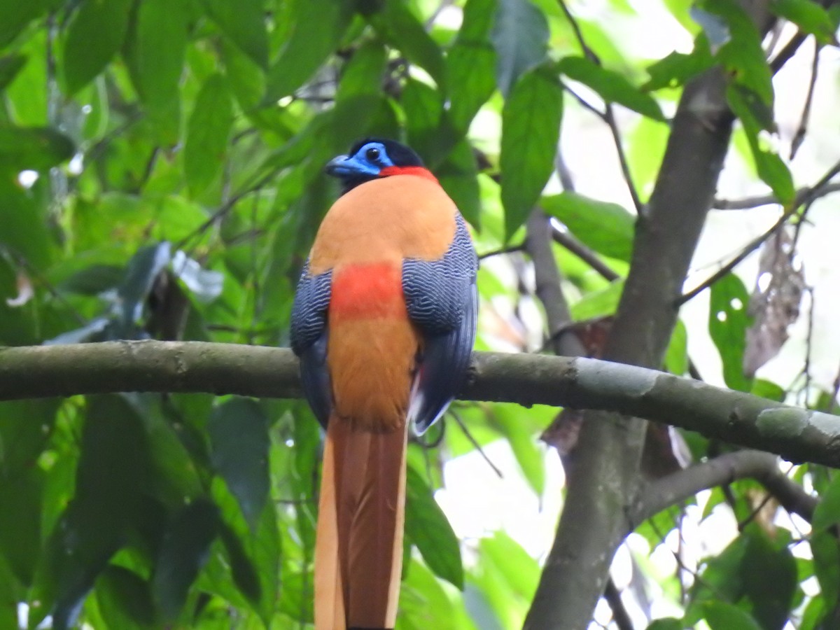 Red-naped Trogon - Aaron Bowman