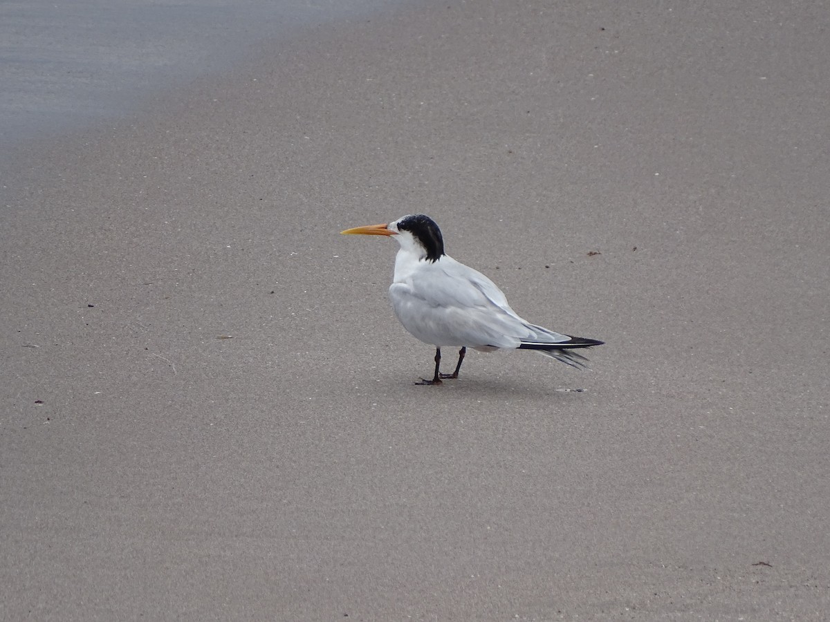 Elegant Tern - ML611621900