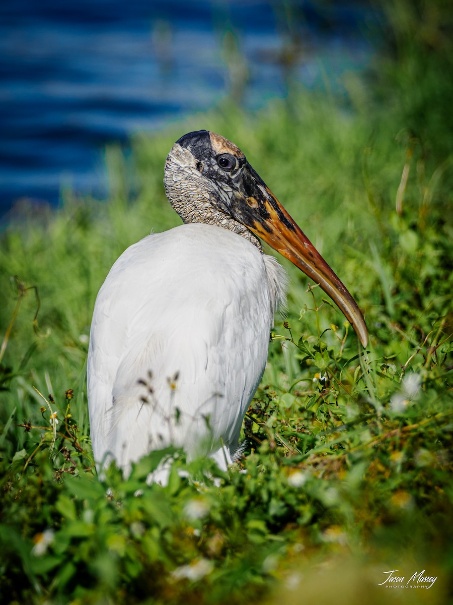 Wood Stork - ML611621908