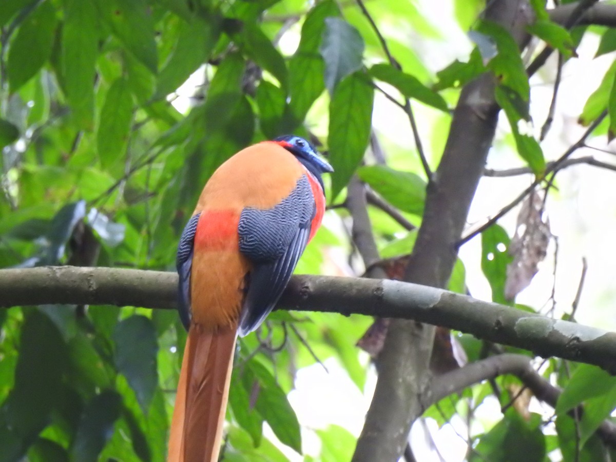 Red-naped Trogon - ML611621918