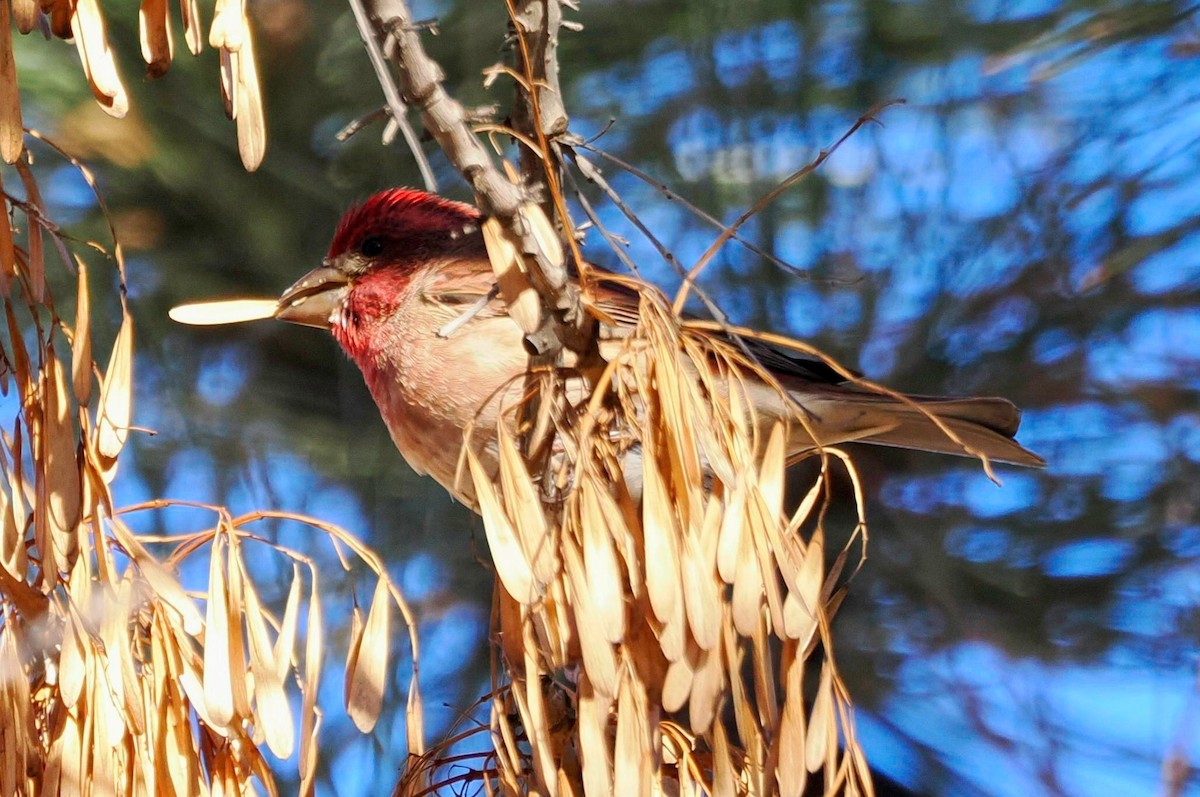 Purple Finch - Conrad Dark