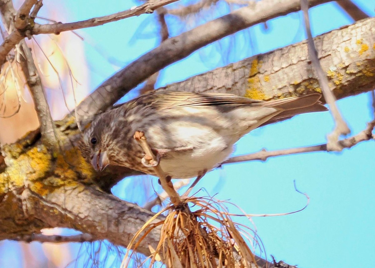 Purple Finch - Conrad Dark