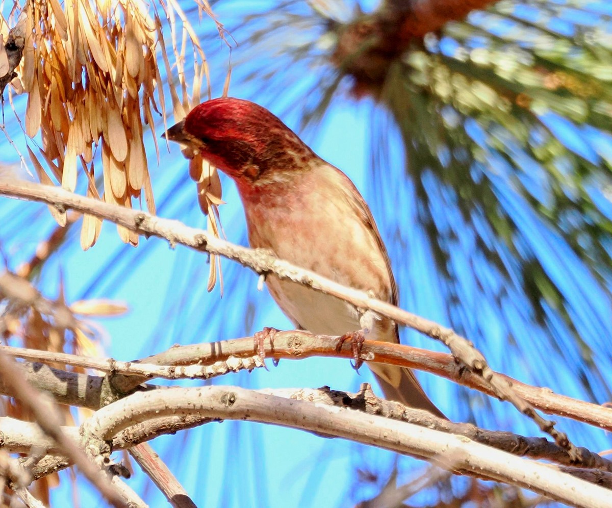 Purple Finch - ML611622035