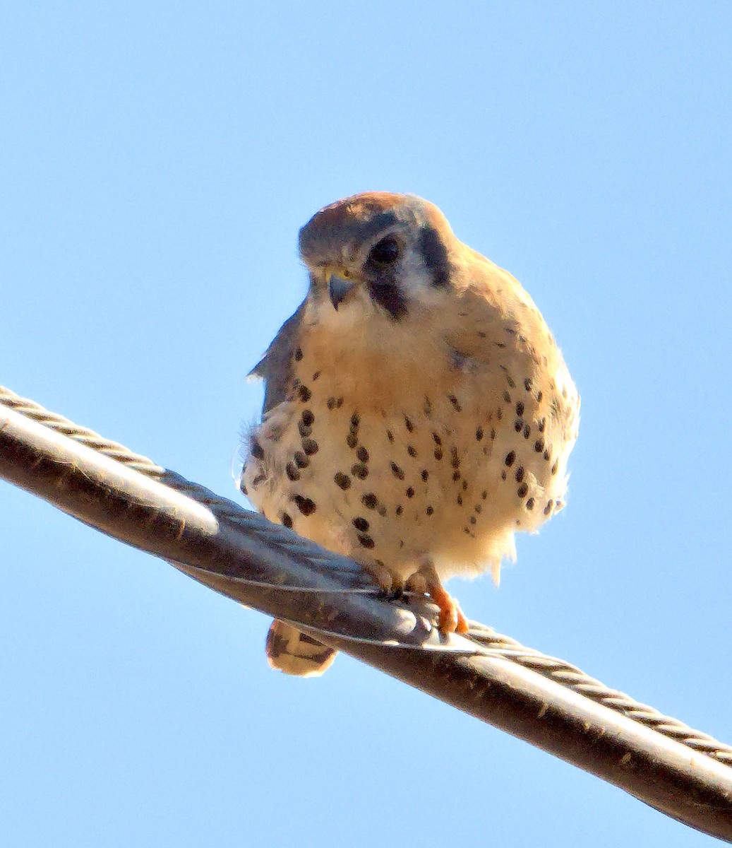 American Kestrel - ML611622139