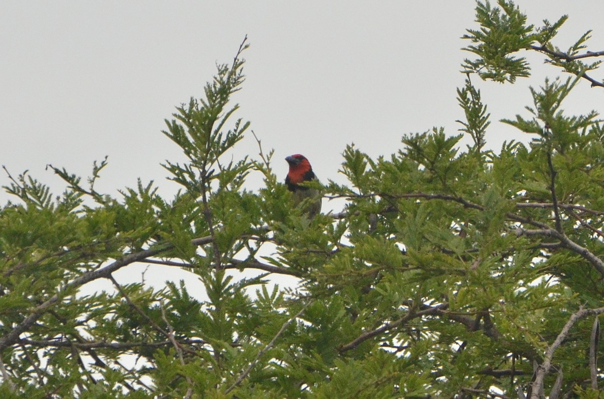 Black-collared Barbet - Ben Costamagna