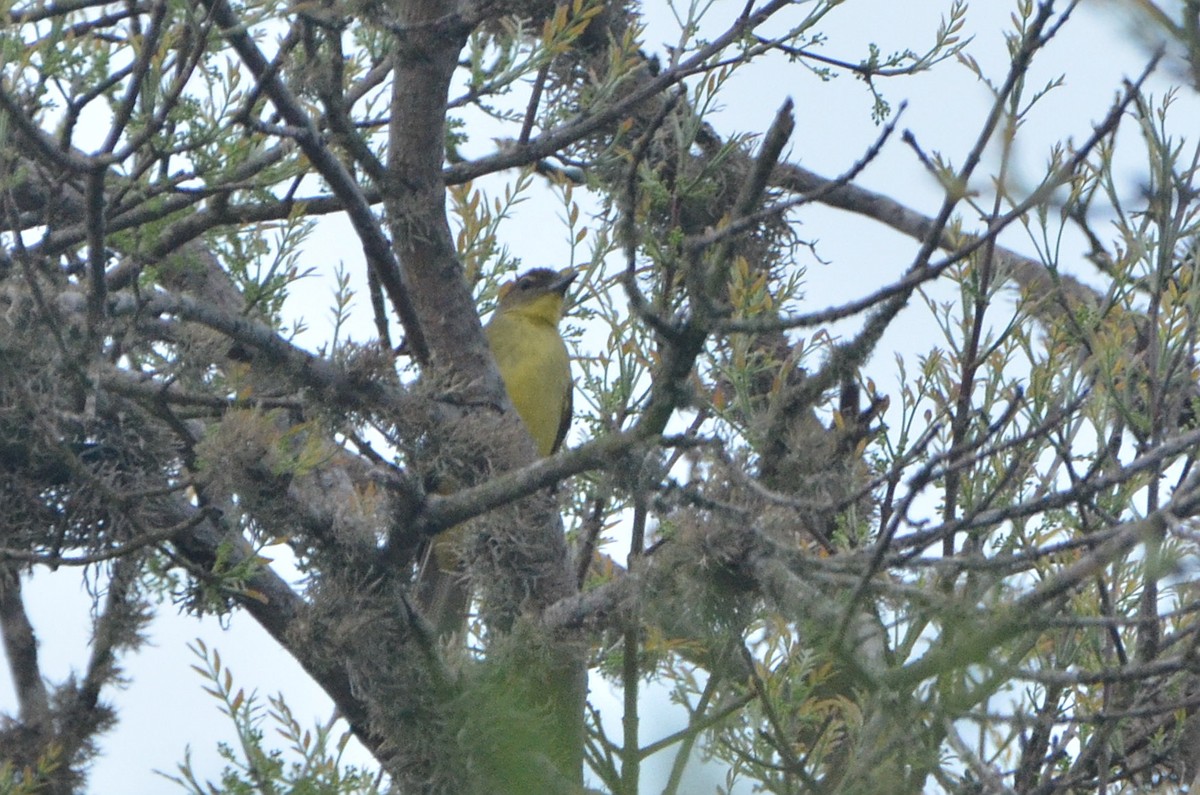 Bulbul à poitrine jaune - ML611622208