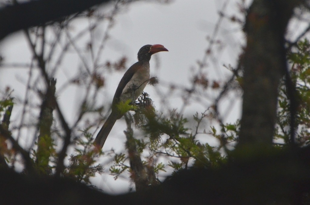 Crowned Hornbill - ML611622223