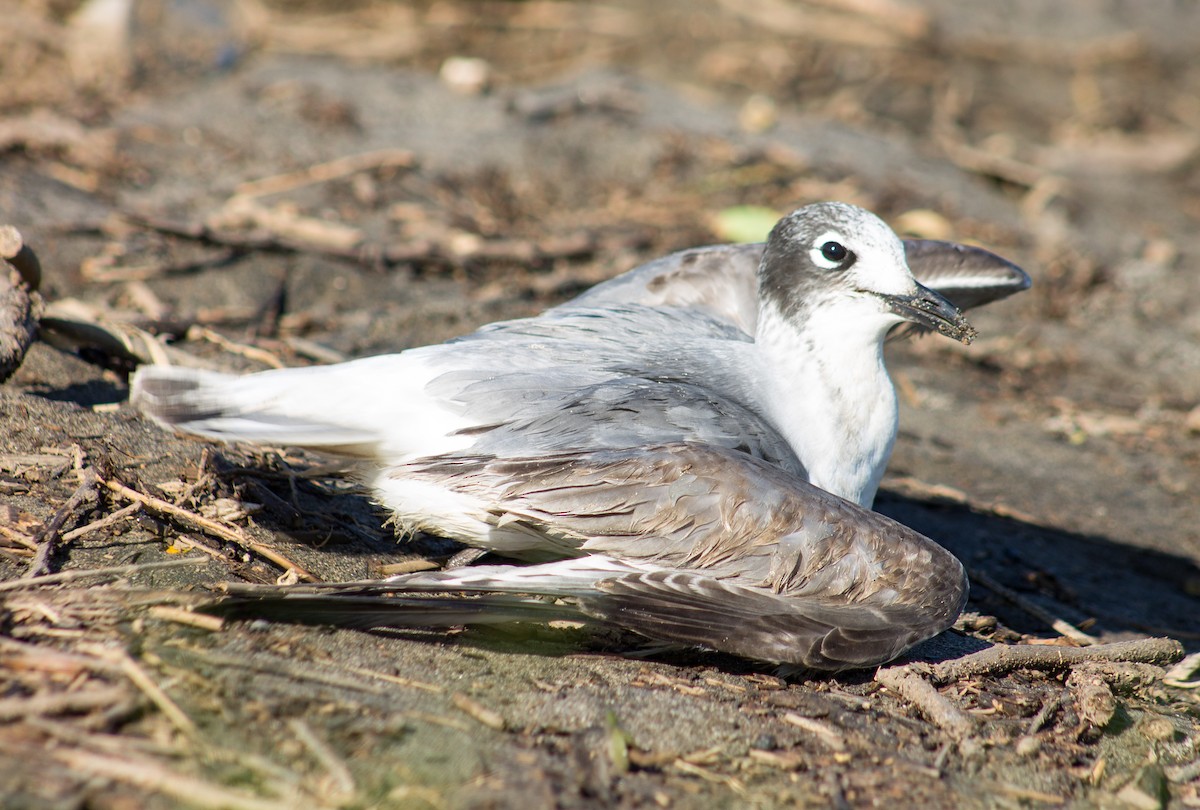 Franklin's Gull - ML611622237