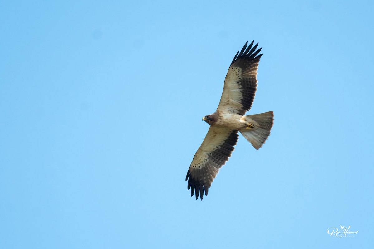 Booted Eagle - Muhammed Rafi