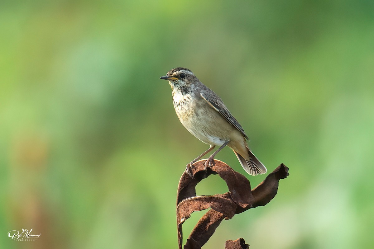 Bluethroat - Muhammed Rafi