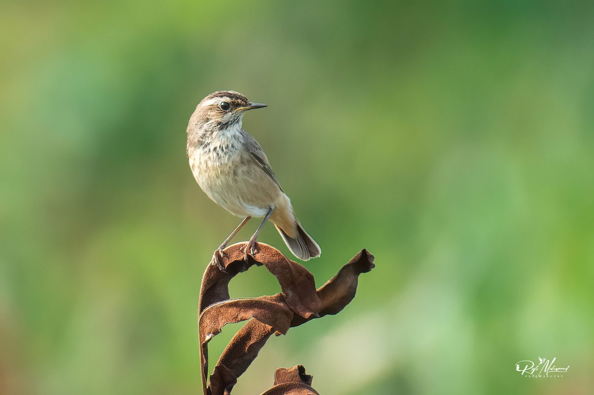 Bluethroat - Muhammed Rafi