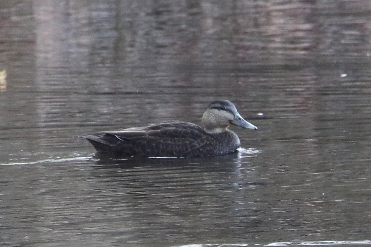 American Black Duck - ML611622267